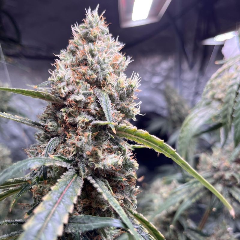 Nasiona marihuany Raspberry Cough Regular - opis odmiany konopi