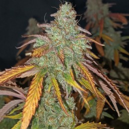 Nasiona marihuany Pure Power Plant Regular - opis odmiany konopi