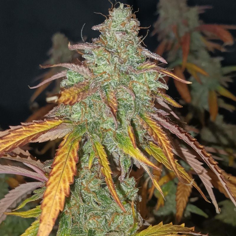 Nasiona marihuany Pure Power Plant Regular - opis odmiany konopi