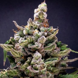 Nasiona marihuany Original Glue Regular - opis odmiany konopi