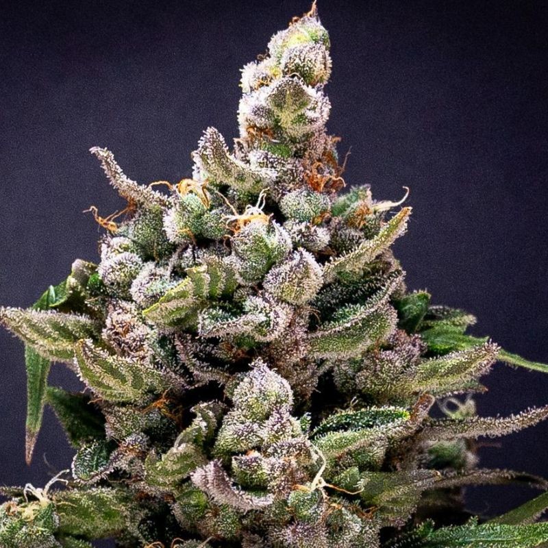 Nasiona marihuany Original Glue Regular - opis odmiany konopi