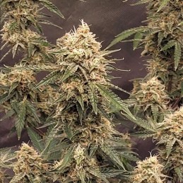 Nasiona marihuany Original Glue - opis odmiany konopi