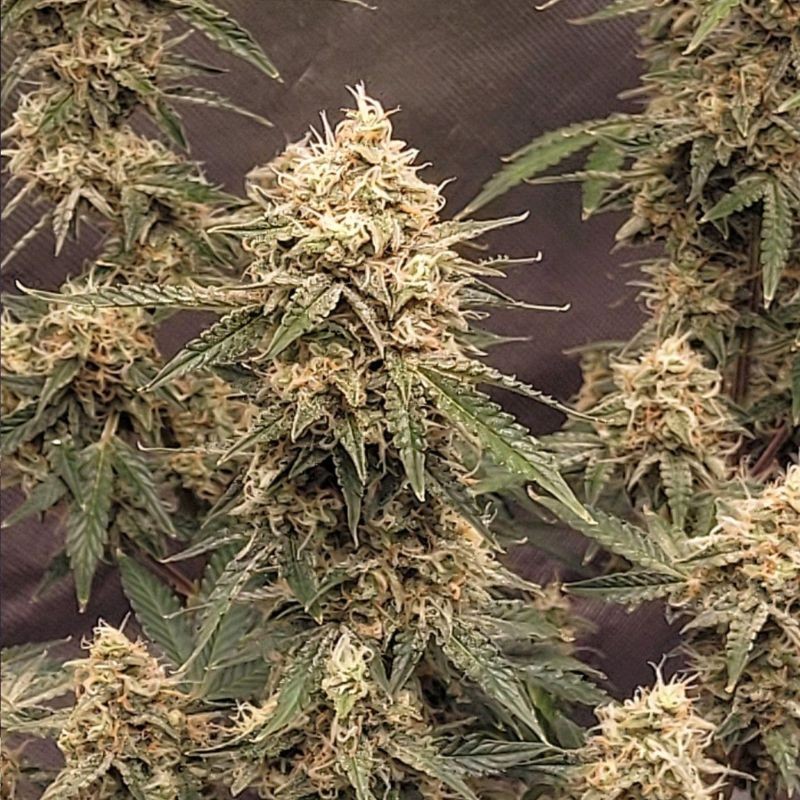 Nasiona marihuany Original Glue - opis odmiany konopi