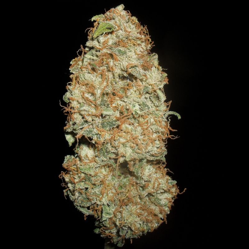 Nasiona marihuany Orange Bud Regular - opis odmiany konopi