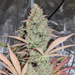 Nasiona marihuany Northern Lights - opis odmiany konopi