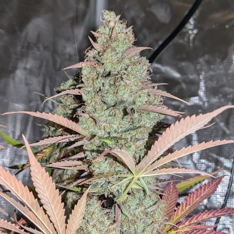 Nasiona marihuany Northern Lights - opis odmiany konopi
