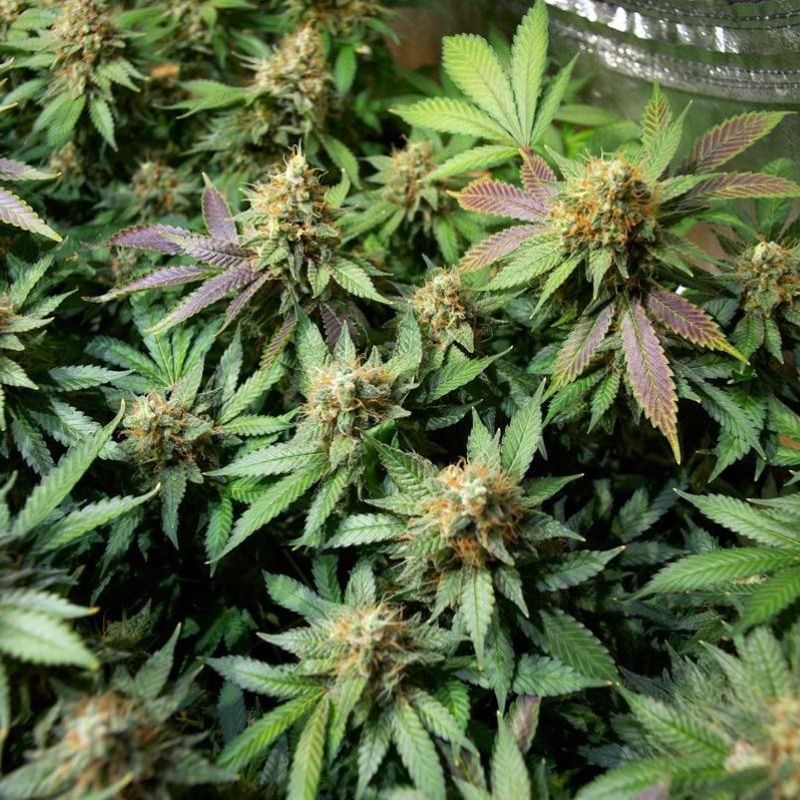 Nasiona marihuany Master Kush Regular - opis odmiany konopi