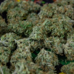 Nasiona marihuany Lithium OG Kush - opis odmiany konopi