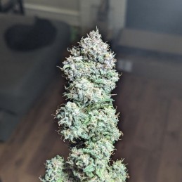 Nasiona marihuany Lemon OG Haze - opis odmiany