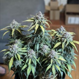 Nasiona marihuany Jock Horror - opis odmiany konopi