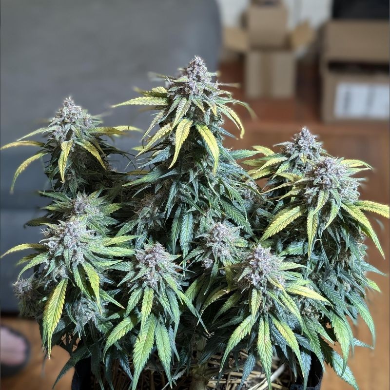 Nasiona marihuany Jock Horror - opis odmiany konopi