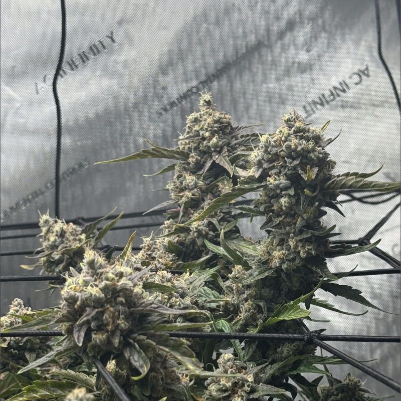 Nasiona marihuany medycznej Jock Horror CBD - opis odmiany konopi