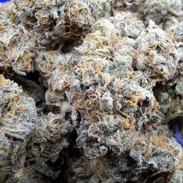 Nasiona marihuany Ice - opis odmiany konopi