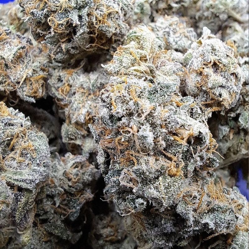 Nasiona marihuany Ice - opis odmiany konopi