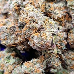 Nasiona marihuany AK-48 Regular - odmiana konopi