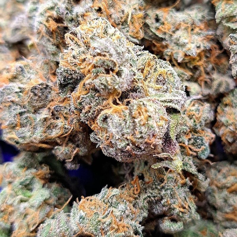 Nasiona marihuany AK-48 Regular - odmiana konopi