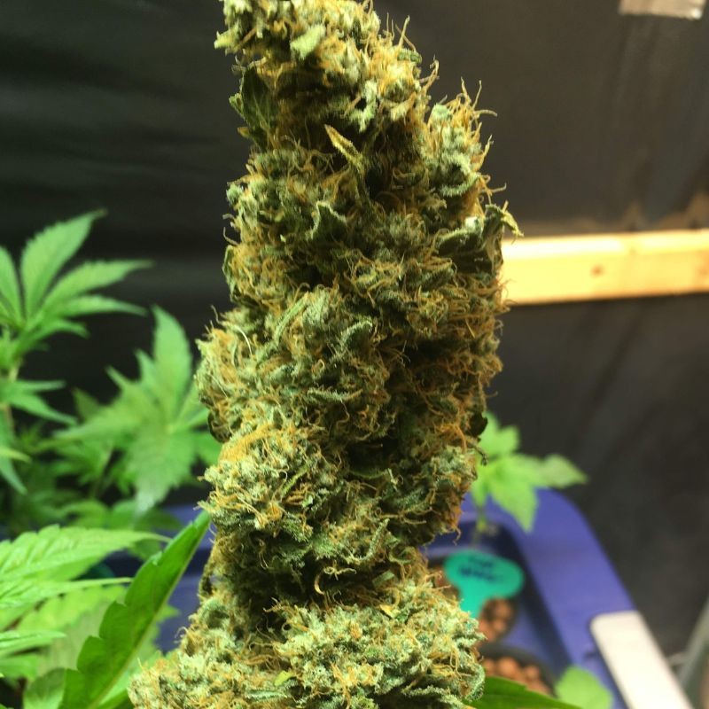 Nasiona marihuany Bubblelicious Regular - odmiana konopi