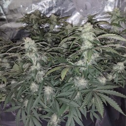 Nasiona marihuany Bubblelicious - odmiana konopi
