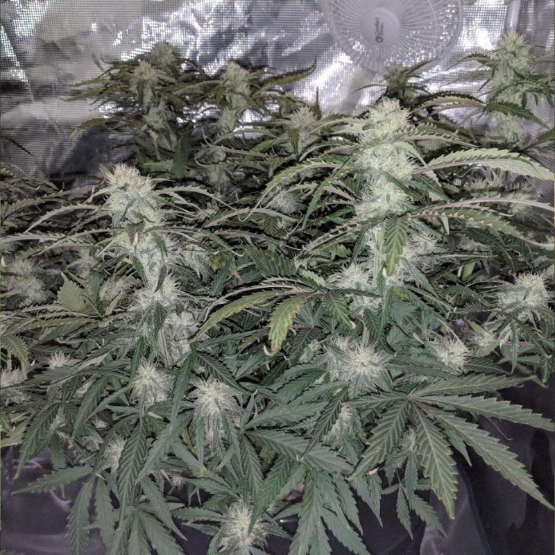 Nasiona marihuany Bubblelicious - odmiana konopi