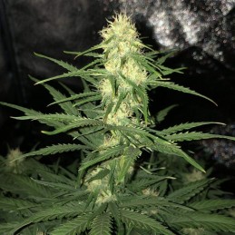 Nasiona marihuany Blueberry Regular - odmiana konopi