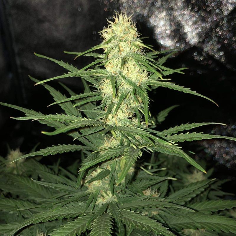 Nasiona marihuany Blueberry Regular - odmiana konopi