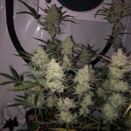 Nasiona marihuany Blackjack - odmiana konopi