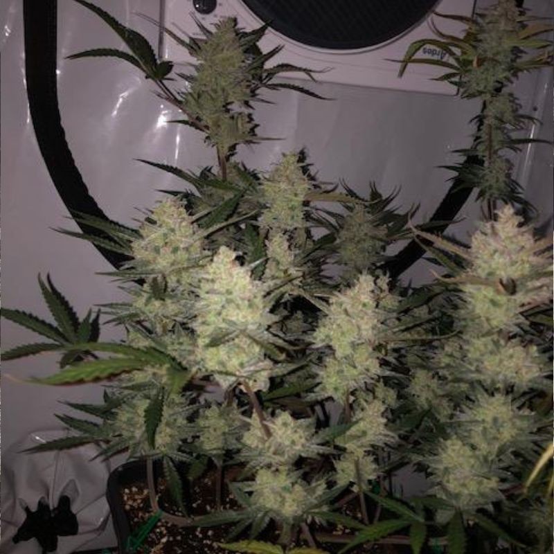 Nasiona marihuany Blackjack - odmiana konopi