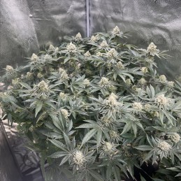 Nasiona marihuany Northern Light Regular- opis odmiany konopi