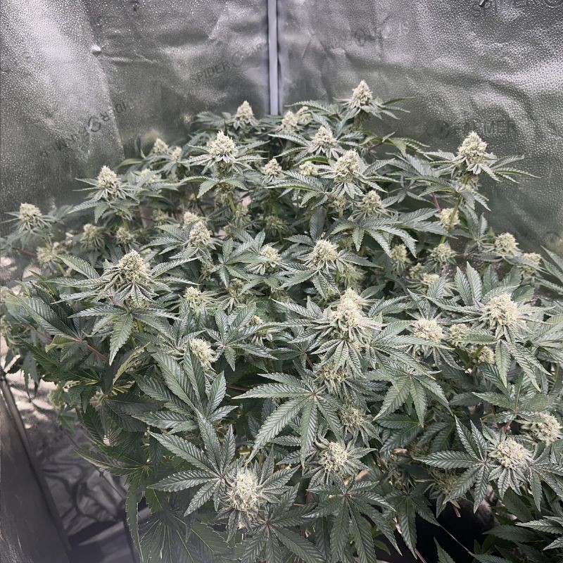 Nasiona marihuany Northern Light Regular- opis odmiany konopi