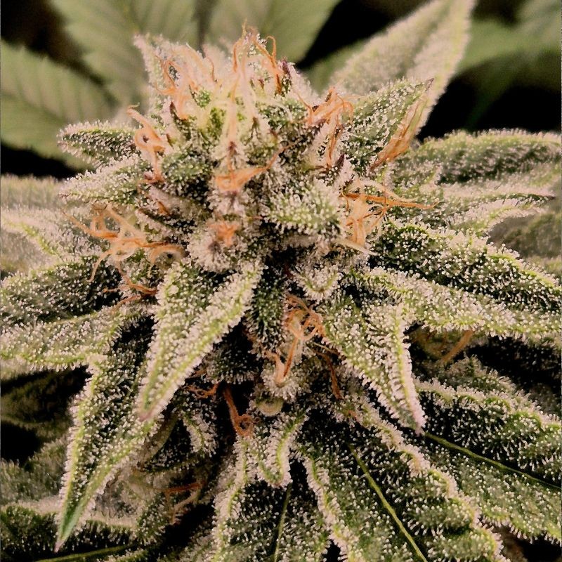 Nasiona marihuany Big Bud Regular - odmiana konopi