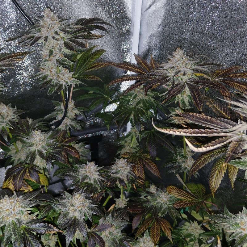 Nasiona marihuany Blue Dream - odmiana konopi