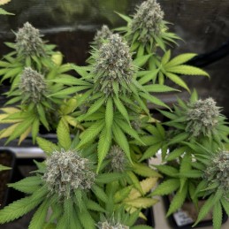 Nasiona marihuany AK 48 - odmiana konopi