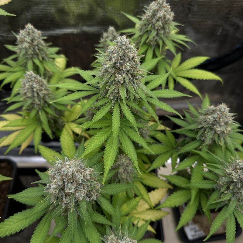 Nasiona marihuany AK 48 - odmiana konopi