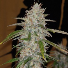 Nasiona marihuany Pre-99 Big Bud - opis odmiany konopi