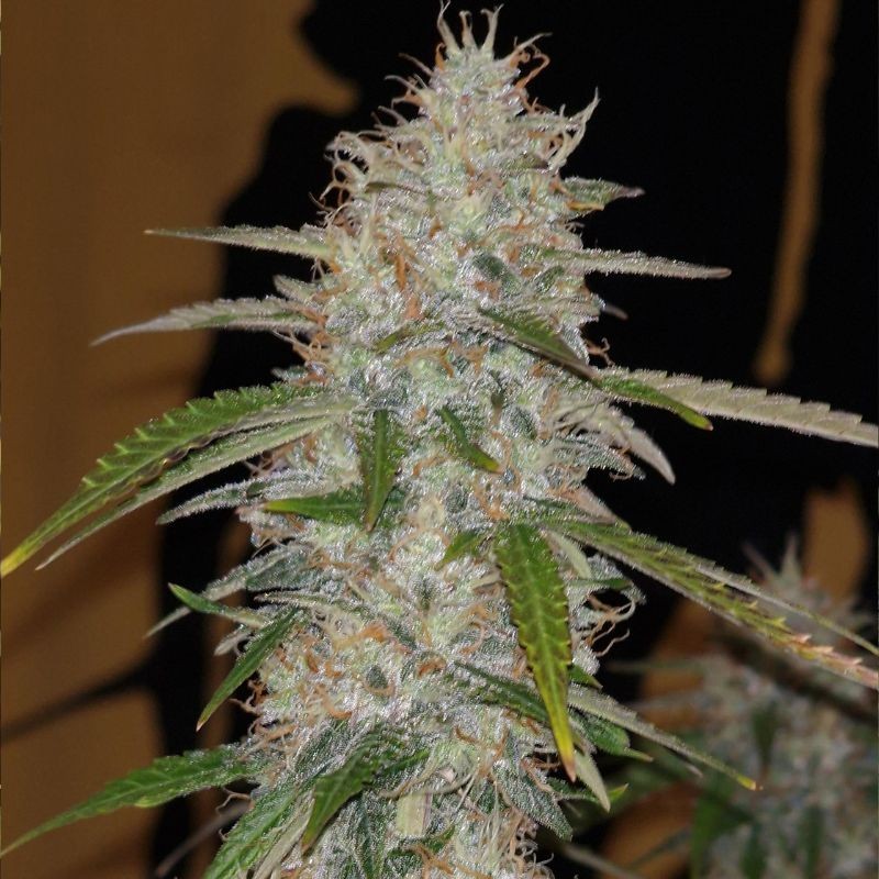 Nasiona marihuany Pre-99 Big Bud - opis odmiany konopi