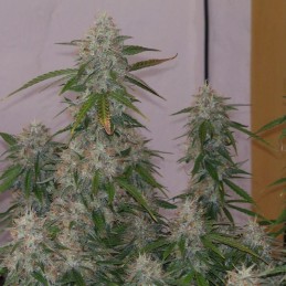 Nasiona marihuany Amnesia Regular - odmiana konopi