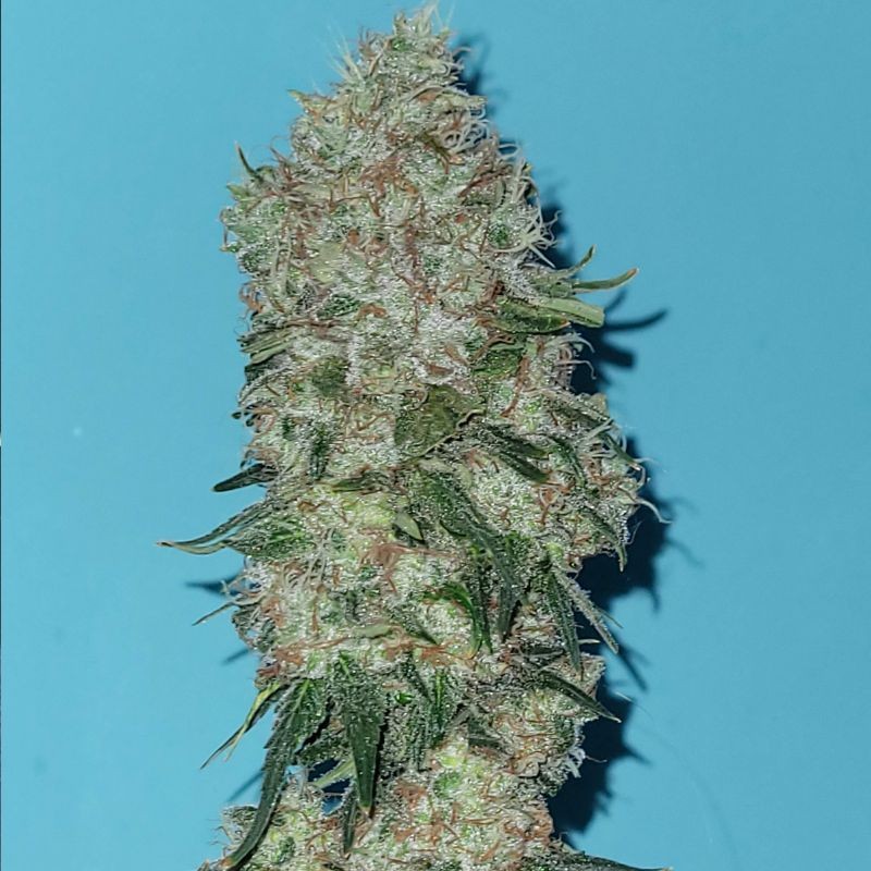 Nasiona marihuany automatyczne Auto Wonder Woman - odmiana konopi