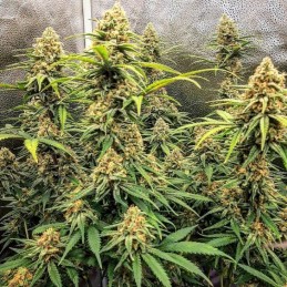 Nasiona marihuany automatyczne Aurora Indica Regular - odmiana konopi