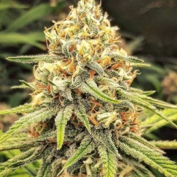 Nasiona marihuany automatyczne Auto Super Skunk - odmiana konopi
