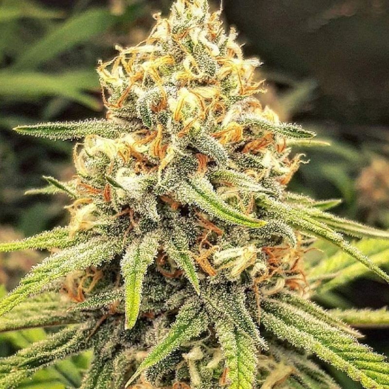 Nasiona marihuany automatyczne Auto Super Skunk - odmiana konopi
