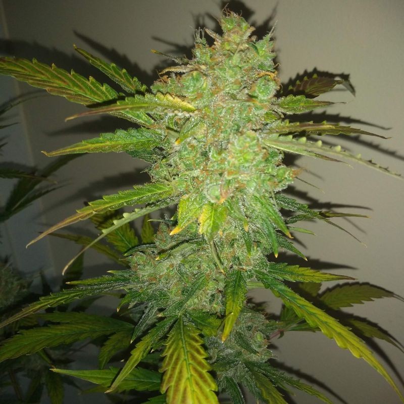 Nasiona marihuany automatyczne Auto AK 48 - odmiana konopi