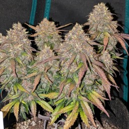 Nasiona marihuany automatyczne Auto Somango XXL - odmiana konopi