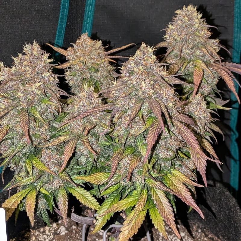 Nasiona marihuany automatyczne Auto Somango XXL - odmiana konopi