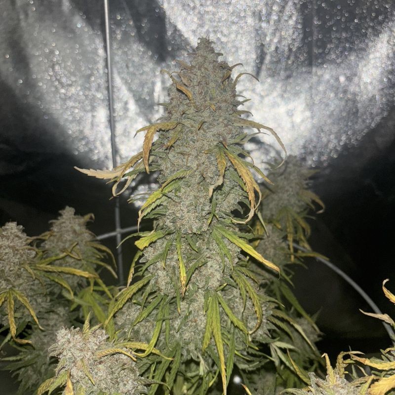 Nasiona marihuany automatyczne Auto Short Rider - odmiana konopi