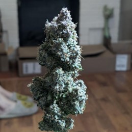 Nasiona marihuany automatyczne Auto Aurora Indica - odmiana konopi