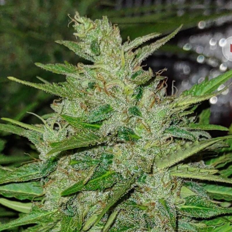 Nasiona marihuany automatyczne Auto Big Bud - odmiana konopi