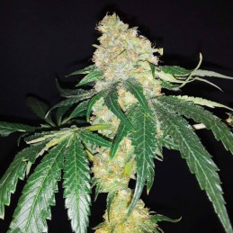 Nasiona marihuany automatyczne Auto Raspberry Cough - odmiana konopi