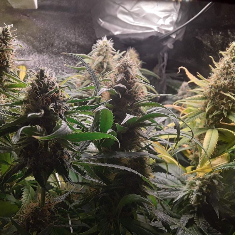 Nasiona marihuany automatyczne Auto Pure Power Plant - odmiana konopi