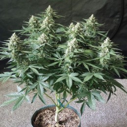Nasiona marihuany automatyczne Auto Original Glue - odmiana konopi