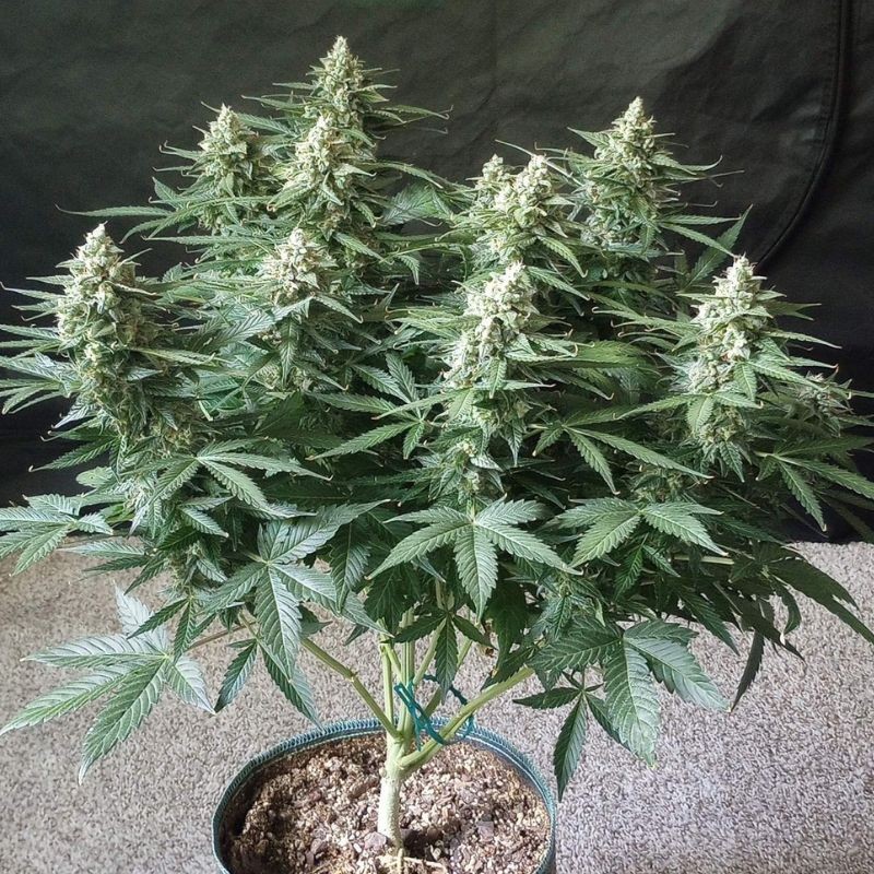 Nasiona marihuany automatyczne Auto Original Glue - odmiana konopi